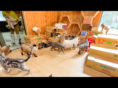 猫の部屋を段ボールで埋め尽くしたらカオスな状態になったww(YouTube)