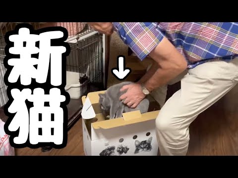 【新猫】実家の可愛い新しい家族を紹介します(YouTube)