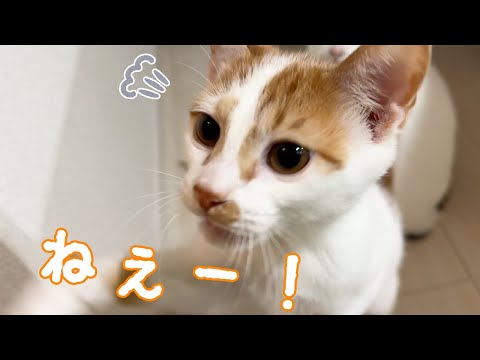 去勢手術後の子猫が元気すぎます…！！(YouTube)