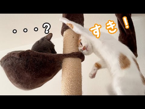 先住猫ハムちゃんへのアピールが独特すぎる子猫ｗ(YouTube)
