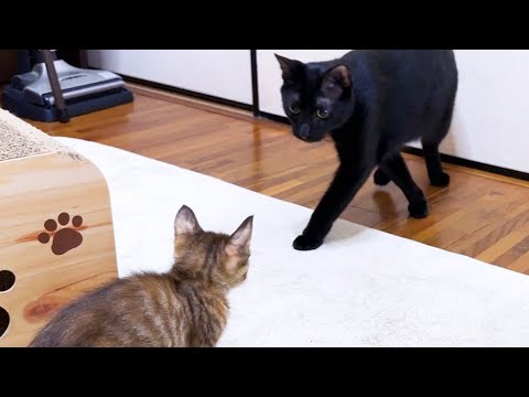 【黒猫と子猫の初対面】末っ子猫がお兄ちゃんに！わんぱく猫が子猫2匹の前ではこうなりました！(YouTube)