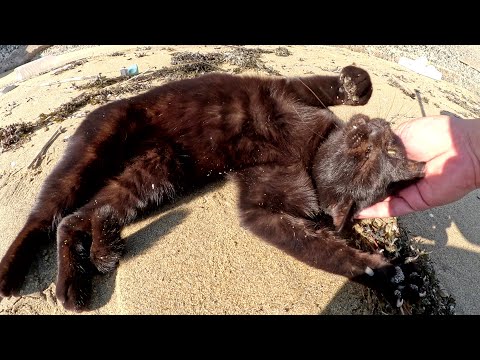 黒猫がビーチでゴロンゴロンと転げ回って砂まみれになる(YouTube)