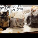 寒くなったのでホットカーペット出したら集まる猫たち！！(YouTube)