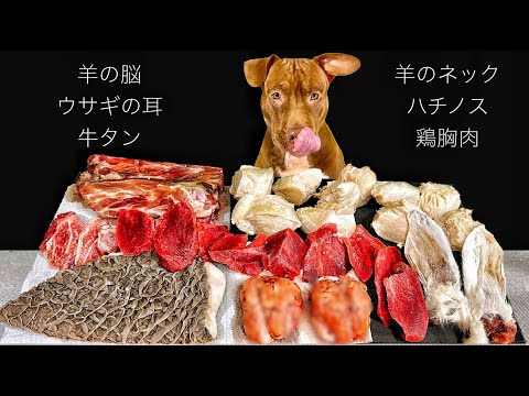 【食欲が湧き出る】うまそうに肉を食べるピットブルが飯テロすぎる(YouTube)