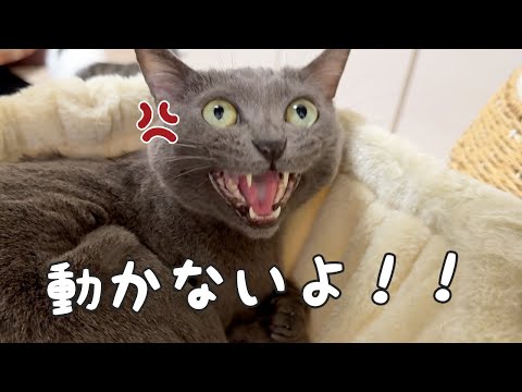 猫5匹の寝る時間はこんなに大変です！！(YouTube)