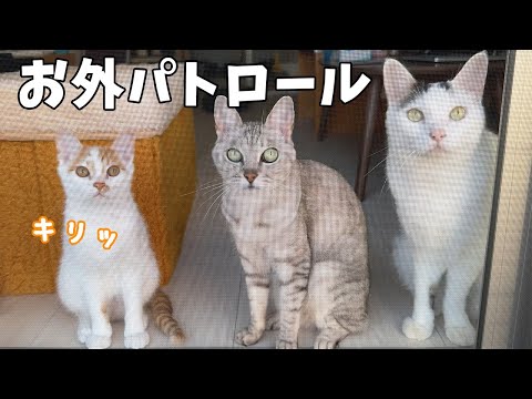 初めて子猫が先住猫たちとお外パトロールしました！(YouTube)