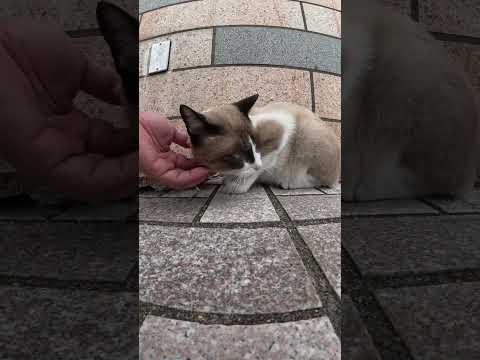 タヌキ猫がキジシロ猫にキレる　 #猫 #野良猫 #野郎が撮った猫動画(YouTube)
