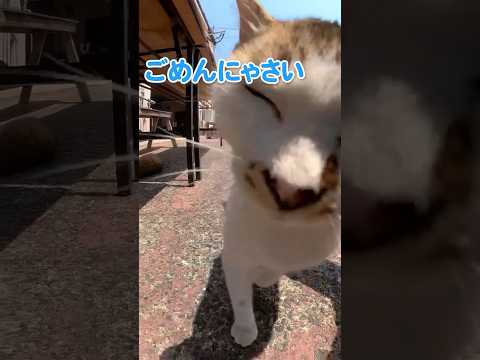 お尻が見えちゃう甘えん坊ない猫ちゃん(YouTube)