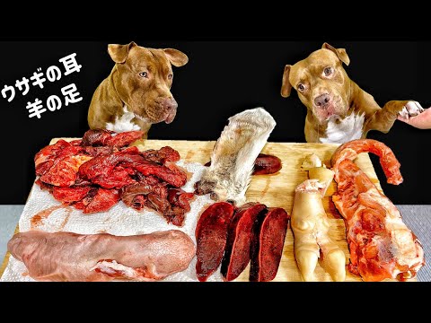 【犬のASMR】珍しい食材を豪快に食べるピットブルの咀嚼音(YouTube)
