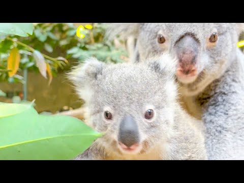 ママの袋から出て来たばかりのコアラが可愛過ぎる!!!【長崎バイオパーク×東山動植物園】(YouTube)