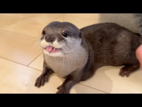 皮がむちむちなのでされるがままのカワウソ Otter with very nice touch of fur(YouTube)