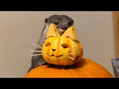 今年は気合い入れて恐ろしいジャックオランタンを作ってカワウソ猫をビビらせる！ Make a terrifying jack-o’-lantern and scare the otter cat!(YouTube)