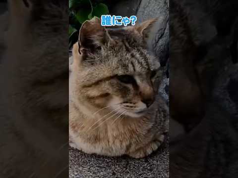 う〜😾お昼寝のところ失礼しました💦(YouTube)