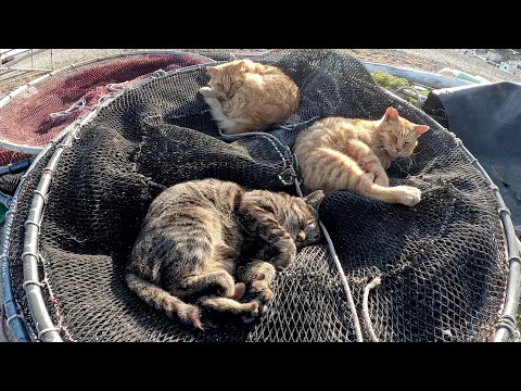 ３匹の猫ちゃんが漁網の上でアンモニャイトになってお昼寝する(YouTube)