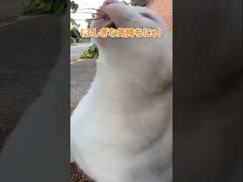 初めてのポンポンにびっくりして…(YouTube)