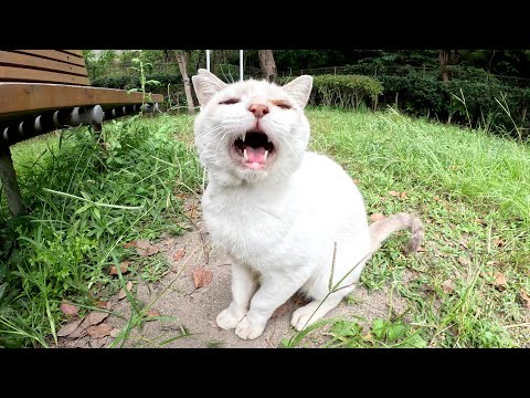 初対面の猫ちゃんがカワイイ声で自己紹介をしてくれた(YouTube)