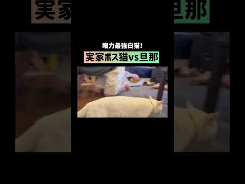 嫌われてるけどハク様が大好きな夫#shorts(YouTube)