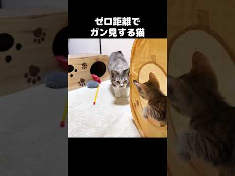 超至近距離で子猫にガン見する猫www　#shorts(YouTube)