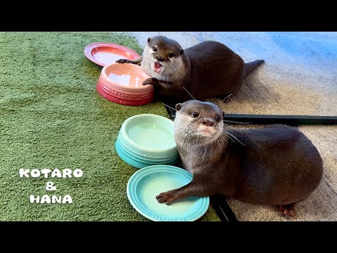 お皿が空っぽになると切ない顔でおかわり要求してくるカワウソ　Otters Demand Food for Their Empty Bowls(YouTube)