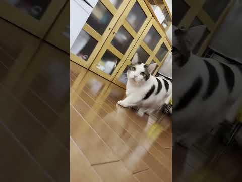 こっちをチラ見しながら通り過ぎる豆大福(YouTube)