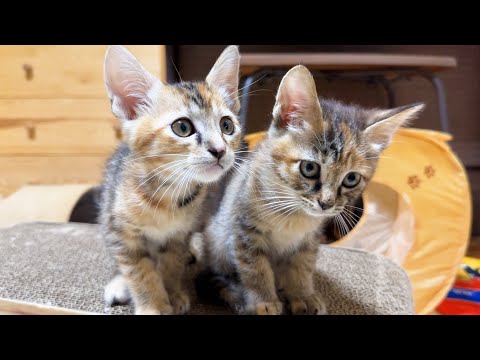 子猫たちが新しいお部屋を大冒険するとこうなりました！(YouTube)
