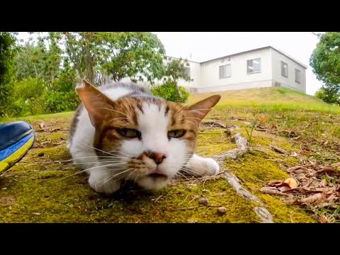 夕方の公園を歩くと昼寝中の猫がたくさんいて楽しい(YouTube)