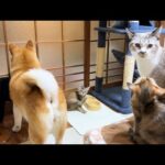 【飼い主帰宅】犬猫大家族は帰ってくるときも待つときも壮大なイベントになります！笑(YouTube)