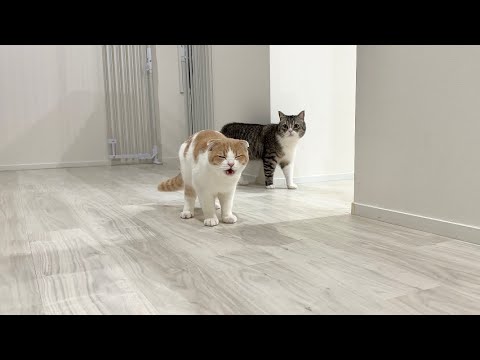 朝まで飼い主が帰ってこなかったら寂しがり屋な猫たちがこうなっちゃいました…(YouTube)