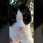 猫ちゃんのパンチがご褒美(YouTube)