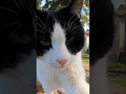 猫ちゃんのパンチがご褒美(YouTube)
