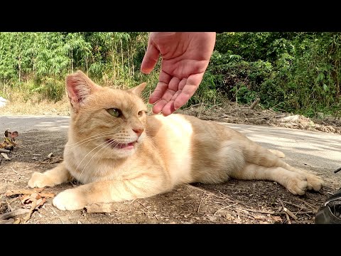 クリーム猫が可愛い声で鳴きながらナデナデを要求してきた(YouTube)