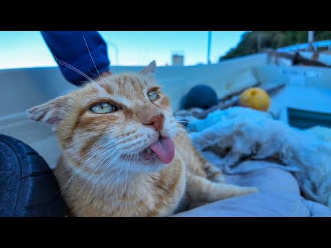 ボートの中で寝ていた猫の背中を撫でるとペロペロしてカワイイ(YouTube)