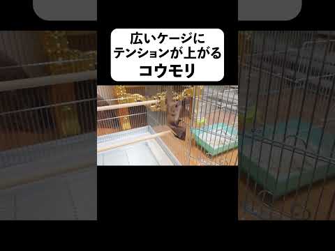 広いケージにテンションが上がるコウモリ(YouTube)
