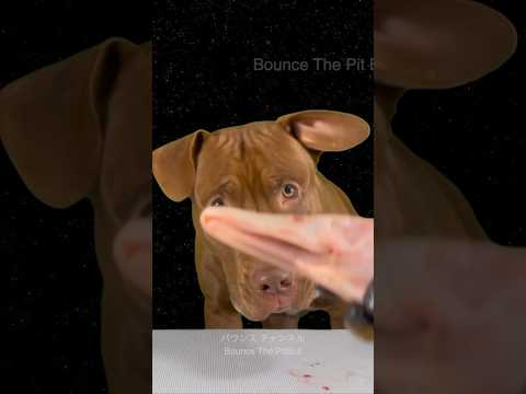 アヒルの頭をうまそうに食べるピットブル #ピットブル #asmr(YouTube)