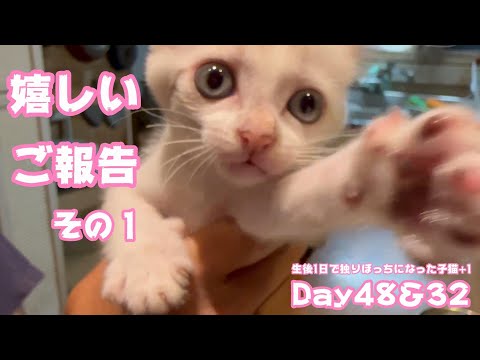 嬉しいご報告 その１ 生後1日で独りぼっちになった子猫+1  Day48＆32　【2023 10 04-1】(YouTube)