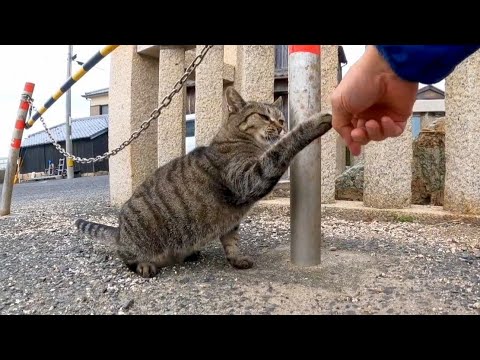 最初はビビっていたけど一回撫でるとゴロンゴロン転がるキジトラ猫がカワイイ(YouTube)