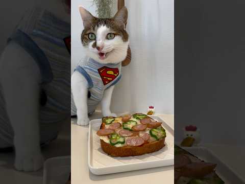 ピザトーストでPIZZA PARTY #AceKitchen🍳😼 #chefcat #catsofyoutube #shorts #ねこねこ食パン(YouTube)