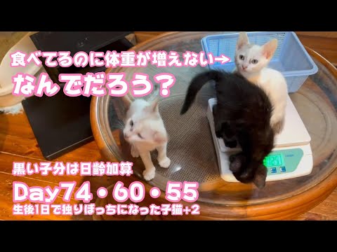 食べてるのに体重が増えないwww 何でだろう？黒い子分は日齢加算したよ 生後1日で独りぼっちになった子猫+2 　Day74・60・55　【2023 10 31-2】(YouTube)