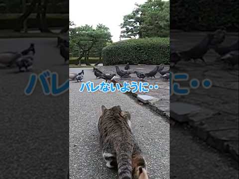 狩り…失敗にゃ(YouTube)