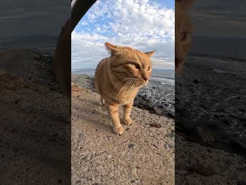 太った茶トラ猫が海辺で潮風を浴びる　 #猫 #野良猫 #野郎が撮った猫動画(YouTube)