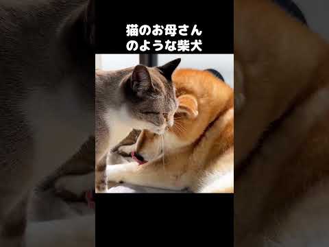 数々の猫を育ててきた柴犬はお母さんのような存在　#shorts(YouTube)