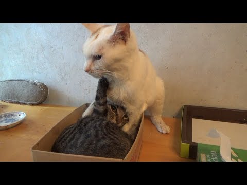 箱好き猫と子猫が箱で揉めていました(YouTube)