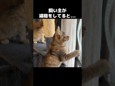 窓拭きをしてたら子猫がこうなった…笑 #shorts(YouTube)