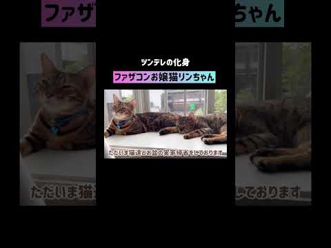 ファザコンの娘猫ってこんなに可愛い #shorts(YouTube)