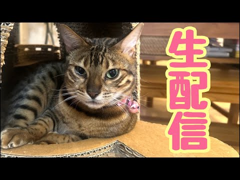 【生配信10/15】パパさん不在なのでお手柔らかにお願いします生配信📹(YouTube)