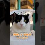 可愛い子と相席してきました🐱 #shorts(YouTube)