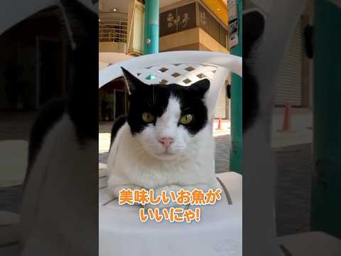 可愛い子と相席してきました🐱 #shorts(YouTube)
