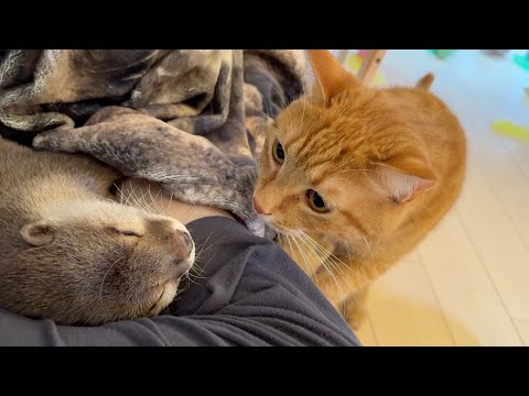 爆睡しているカワウソの元に猫がやってきたが優しすぎた A cat came to a sleeping otter, but it was too kind.(YouTube)