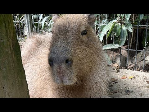 カピバラハロウィン(YouTube)