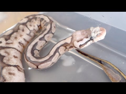 孵化した蛇の赤ちゃん、初めての脱皮をしました(YouTube)